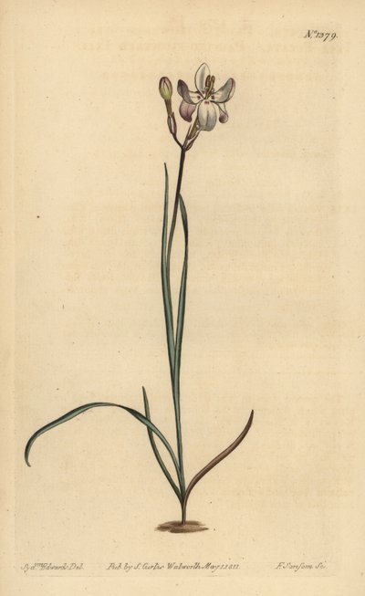 Malowana ixia kwiatowa, Ixia fucata autorstwa Unbekannt