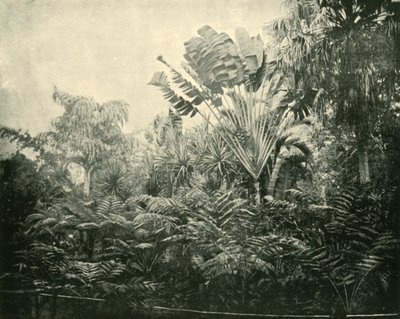 Wyspa Palm i Paproci, Ogrody Botaniczne, Brisbane, 1901. autorstwa Unbekannt