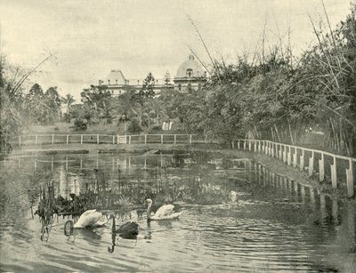 Staw papirusowy, Ogrody Botaniczne Brisbane, 1901. autorstwa Unbekannt