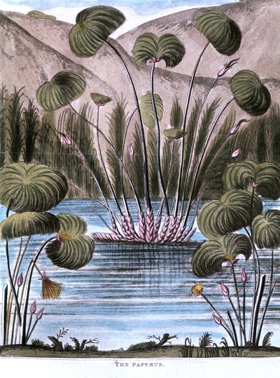 Trzcina papirusowa Papirus Cyperus, 1823 autorstwa Unbekannt