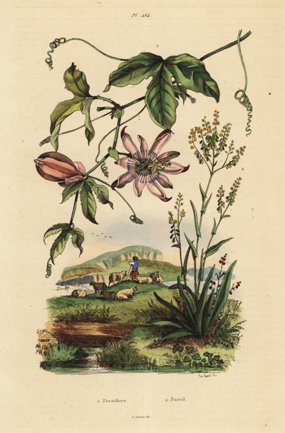 Passiflora, Passiflora uraniae 1 i urzed farbiarski, barwniki Isatis 2 autorstwa Unbekannt