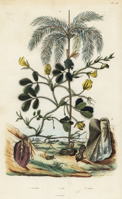 Roślina orzeszka ziemnego, Arachis hypogaea 1, palma orzechowa areca, Areca catechu 2 i małż Arca semi-torta, Trisidos semitorta 3 autorstwa Unbekannt