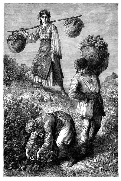 Chłopi zbierający róże w Rumelii, ok. 1890 r. autorstwa Unbekannt
