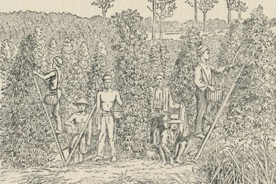 Plantacja Papryki, 1924 autorstwa Unbekannt