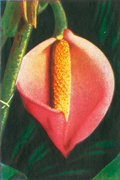 Filodendron, ok. 1928. autorstwa Unbekannt