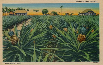 Pole sosnowo-jabłkowe - Hawana, Campo De Pinas, c1910 autorstwa Unbekannt
