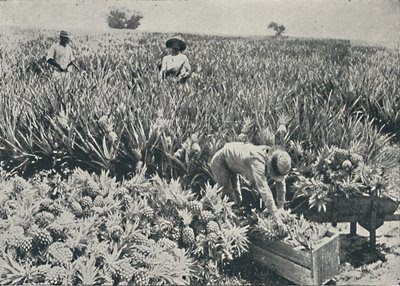 Plantacja Sosny i Jabłka, 1916 autorstwa Unbekannt