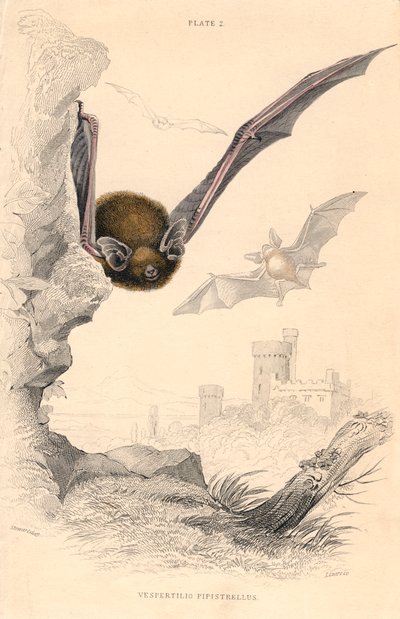 Karlik Pipistrellus pipistrellus, 1828 autorstwa Unbekannt