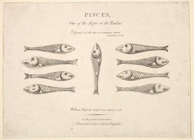 Ryby: Hogarths Quadrille Fish, ca. 1730. autorstwa Unbekannt