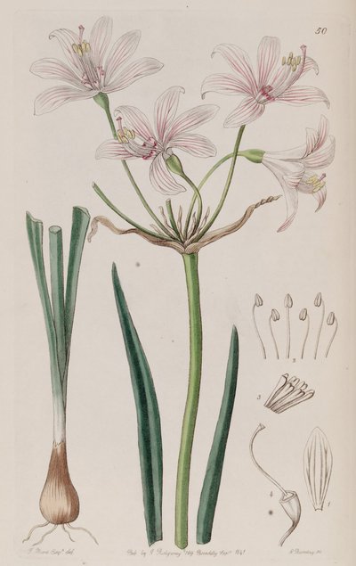 Placea ornata autorstwa Unbekannt