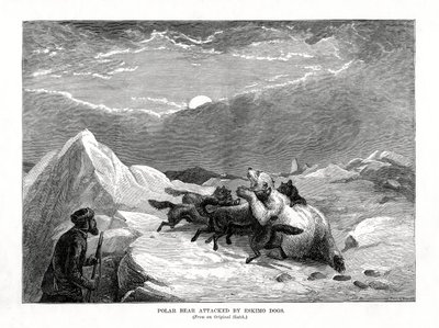 Niedźwiedź polarny zaatakowany przez eskimoskie psy, 1877 autorstwa Unbekannt