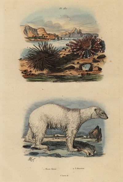 Niedźwiedź polarny, niedźwiedź polarny 1, wrażliwy, jeżowiec jadalny, Echinus esculentus 2 i jeżowiec ołówkowy, Heterocentrotus mammillatus 3 autorstwa Unbekannt