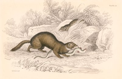 Polecat Mustela putorius, członek rodziny łasic, 1828 autorstwa Unbekannt