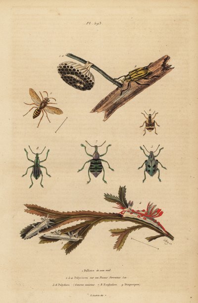 Polistes gallicus, osa papiernicza i gniazdo, ryjkowiec błękitny, Eupholus schoenherri, ryjkowiec korzeniowy, Diaprepes abbreviatus, ślimaki morskie Polycera, Ancula gibbosa, ancula atlantycka, na wodorostach autorstwa Unbekannt