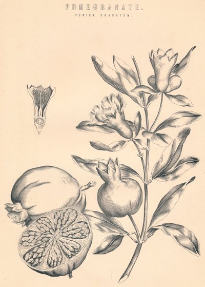 Granat, XIX w. autorstwa Unbekannt