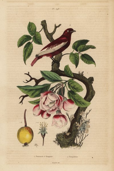 Pompadour cotinga, Xipholena punicea, na jabłoni, Malus pumila, owoc, kwiat Pompadour i jabłoń z bukietami autorstwa Unbekannt