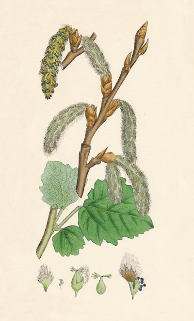 Populus canescens. Topola szara, XIX w. autorstwa Unbekannt