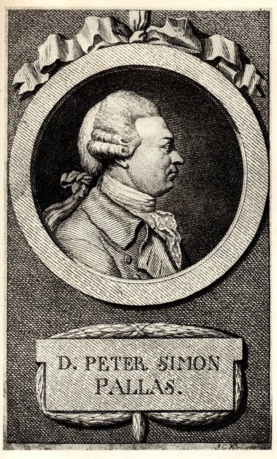 Portret zoologa i botanika Petera Simona Pallasa 1741-1811, pocz. autorstwa Unbekannt