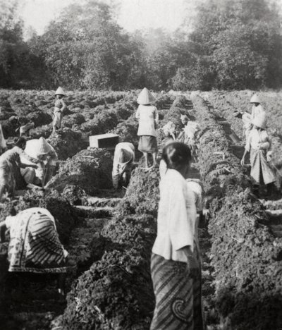 Przygotowanie kanałów irygacyjnych na plantacji cukru, Jawa, Holenderskie Indie Wschodnie, 1927 autorstwa Unbekannt