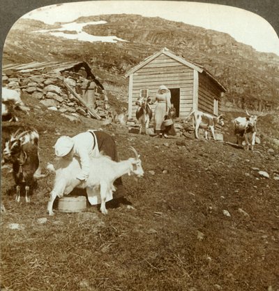 Ładne Norweżki pasące krowy i kozy w górach Haukeli, Norwegia, ok. 1905. autorstwa Unbekannt