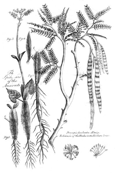 Prosopis Aculeata, 1799 autorstwa Unbekannt