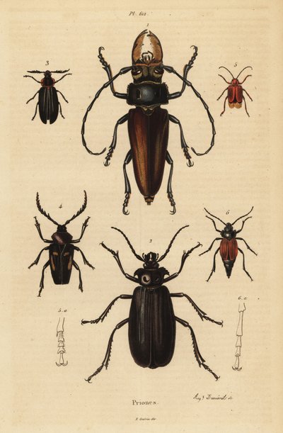 Psalidognathus friendii 1, Madre de la Culebra, Acanthinodera cumingii 2, Allocerus dilaticorne 3, Callipogos barbatus 4, Anacolus sanguineus 5 i Prionus flavipennis 6 autorstwa Unbekannt