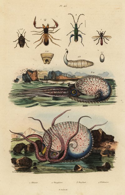 Pseudoscorpion, Chthonius orthodactylus 1, Octyptera bicolor 2, gruźliczkowata ośmiornica pelagiczna, Ocythoe tuberculata 3 i fałszywy chrząszcz olejowy, Oedemera nobilis 4 autorstwa Unbekannt