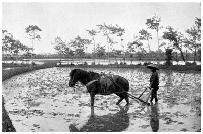 Grabienie pola ryżowego, Japonia, 1904 autorstwa Unbekannt