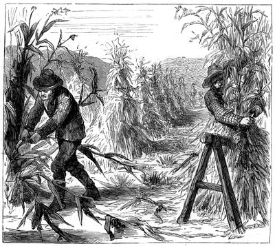 Zbieranie i zbieranie kukurydzy do wyschnięcia, Jezioro Drie, Kanada, 1880 autorstwa Unbekannt