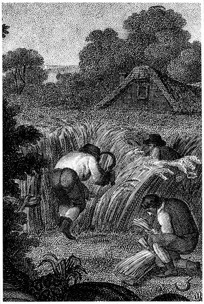 Zbieranie sierpami i wiązanie snopów, Anglia, ok. 1800 r. autorstwa Unbekannt
