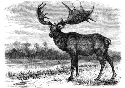 Rekonstrukcja irlandzkiego łosia Megaloceros, ok. 1880 r. autorstwa Unbekannt