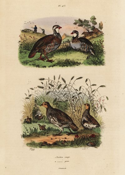 Kuropatwa czerwononoga, Lectures rufa i kuropatwa szara, Perdix perdix Perdrix rouge et perdrix grise autorstwa Unbekannt