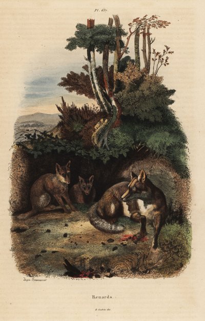 Rude lisy, Vulpes vulpes, poza legowiskiem autorstwa Unbekannt