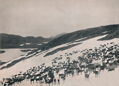 Renifer w górach, 1914. autorstwa Unbekannt