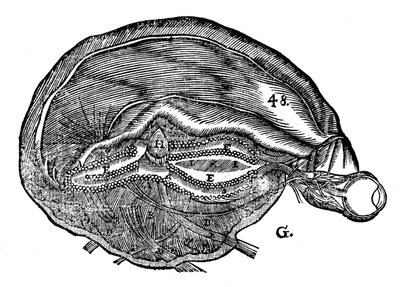 Diagram Rene Descartes przedstawiający ludzki mózg i oko, 1692 r autorstwa Unbekannt