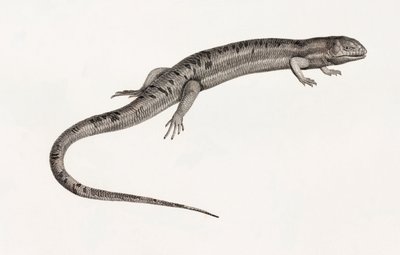 Gady: gigantyczne anole autorstwa Unbekannt