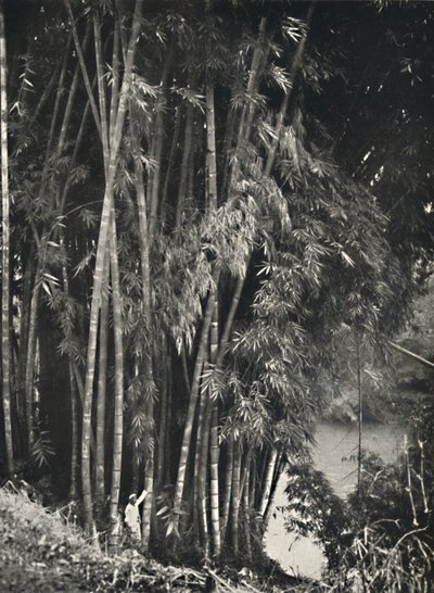 Riesenbambus Dendrocalamus giganteus w Peradeniya bei Kandy, 1926 autorstwa Unbekannt