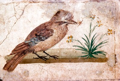 Rzymskie malowidło ścienne przedstawiające Jaya z Boscoreale koło Pompejów, I wiek autorstwa Unbekannt