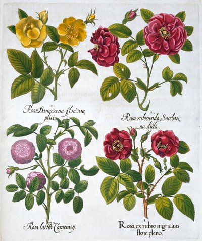 Róże, 1613 autorstwa Unbekannt