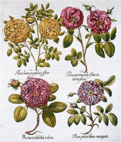 Róże, 1613 autorstwa Unbekannt