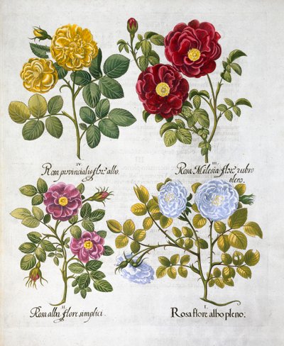 Róże, 1613 autorstwa Unbekannt