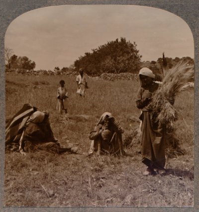 Rut zbierająca kłosy na polach Boaza, ok. 1900 autorstwa Unbekannt