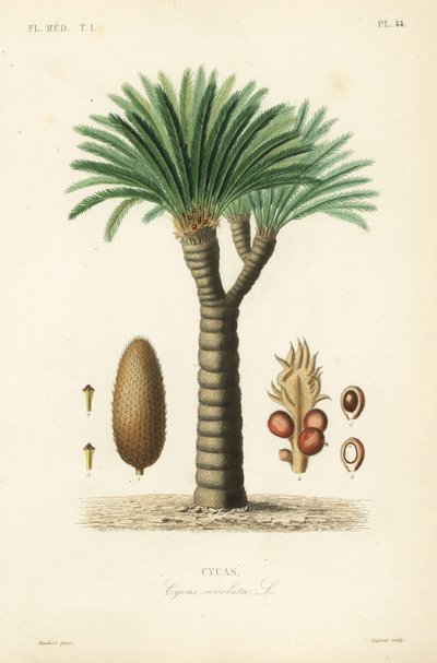 Sago palm, king sago, sago cycad lub japońska palma sago, Cycas revoluta, Cycas autorstwa Unbekannt