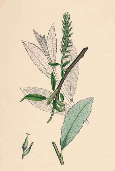 Salix phylicifolia, var. radian. Sallow z liści herbaty, var. a., XIX wiek autorstwa Unbekannt