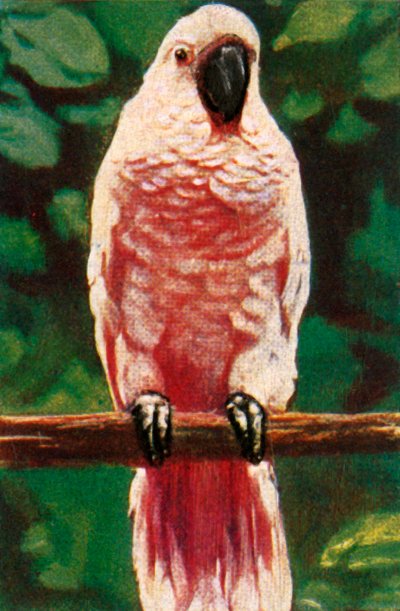 Kakadu łososiowaty, ok. 1928 r. autorstwa Unbekannt