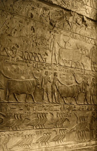 Saqqara - Grobowiec Ptahotepa - Dekoracja ścienna, c1918-c1939. autorstwa Unbekannt