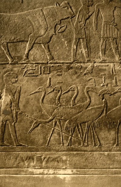 Saqqara - Grób malowideł ściennych Ti, c1918-c1939. autorstwa Unbekannt