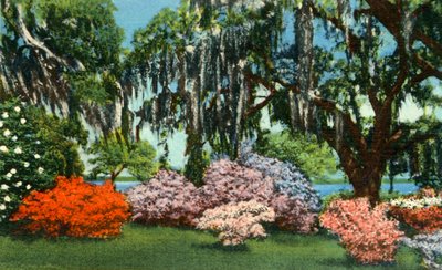 Scena w Belle Isle Gardens, niedaleko Georgetown, Karolina Południowa, 1942. autorstwa Unbekannt