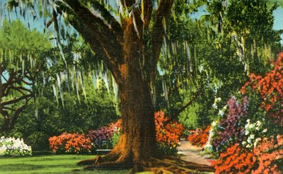Scena w Magnolia Gardens, niedaleko Charleston, Karolina Południowa, 1942. autorstwa Unbekannt