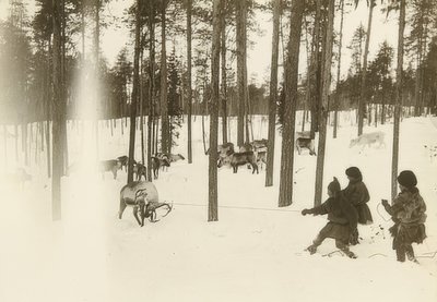 Szwecja. Szmata (nasiona) podczas łapania renifera. około 1900 autorstwa Unbekannt